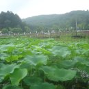 7월24일(토) 봉선사 연꽃축제 미리 가보기.... 이미지