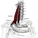 사각근 임상근육학적 접근 이미지