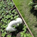 꽃보다강아지 이미지