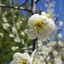 꽃피는 봄이 오면 이미지