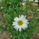 소백산해일루한옥펜션 이미지