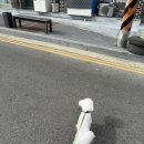 연봉초등학교 | 세종 연서면 애견미용 추천, 조치원 산책하는 강아지 에서 미용하기 🐶