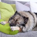 광주첨단YB동물병원 이미지