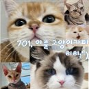 701아를고양이카페(cat in the art) 이미지