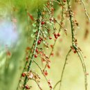 크랜베리(Cranberry) 꽃 그리고 열매.. 이미지