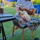 두유 개린이집 | 평택 애견카페 놀다가개 다녀왔어요(feat.포해피니스)