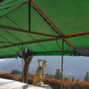 무등산양떼목장 이미지