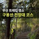 태청산 편백나무숲 트레킹길 | 부산 구봉산 전망대 트레킹 코스 추천 동대신 숲또랑길 산책 후기