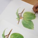 보타니컬아트(초급) 이미지