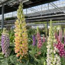 대림가든 이미지