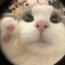 올리브스킨케어 이미지