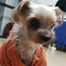 까미랑 몽이 이미지