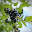 미연농장 이미지