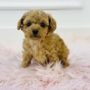 야옹아 멍멍해봐(신대점) 이미지