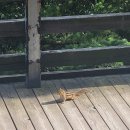 오부자닭갈비막국수 | 태백에서 시작해 삼척찍고 강릉찍고 양양찍고 춘천까지 파워J의 대반전 무계획 무작정 여행후기