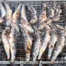 부산활어 이미지