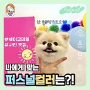 댕스널컬러 이미지