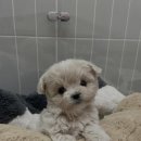 몽냥몽냥 강아지분양 일산점 이미지