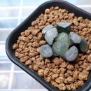 만상농장 이미지