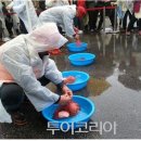 동해문어 이미지