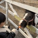 봄, 그루밍 | 경기도승마체험 용인말떼목장에서 즐긴 말 먹이주기 그루밍 가족 체험추천