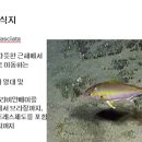 004 작은 잿방어 Amberjack, Lesser 이미지