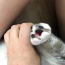 봉담우리애 동물병원 이미지