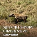 지혜의 소나기 | 5월 케냐 사파리 게임드라이브 후기 우기 날씨와 마사이마라에서 만난 동물들