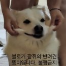 모비코스