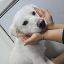 사랑할~개 이미지