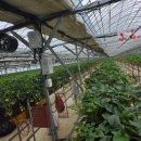 다은농장 이미지