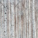 자작나무 숲 이미지