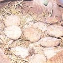 성읍민속마을오메기술 이미지