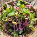 입맛을 살리는 밑반찬 요리 | 쌉싸름한 봄의 보약 노지 머위 순 1kg 제철 나물 입맛 살리는 솔직리뷰