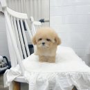 마리켄넬 | 행복만을 전하는곳 24시구로강아지분양 크림토이푸들분양 마리켄넬