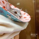 살구즈 중성화 상처를 보호하자 _ #따공 #넥카라 완전 추천!