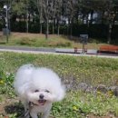 알로하 강아지유치원 호텔 이미지