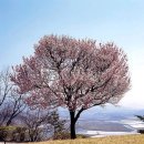 살구나무집 - 담양군 병풍로 353 | 살구나무집