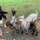 영군농장 이미지