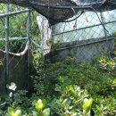 Re:반가운 장마비와 날궂이 - 2012.07.07 추가완성 - 이끼제거 - 돔비닐하우스(논산저수지 딸기 공원) 이미지