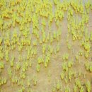 함초농장 이미지