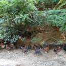 달구와 낭구 이미지