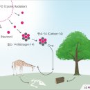 나는 너의 나이를 알고 있다! ＜탄소연대측정법＞ 이미지