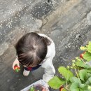 제1 농장 | 남양주 딸기체험 더드림딸기농장 1농장 주말후기 ♥