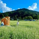 전통한옥펜션연안제B | 2026 평창효석문화제 완전 정복 / 완벽 가이드: 메밀꽃 물결 · 문학과 미식 · 봉평 10일 총정리