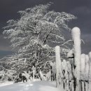 <사랑의 묘약> 이미지