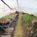 둘리 농장 이미지