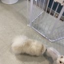 꼼댕냥 네이버블로그