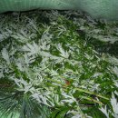 인산농장 이미지