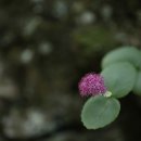 석간수 Daum카페